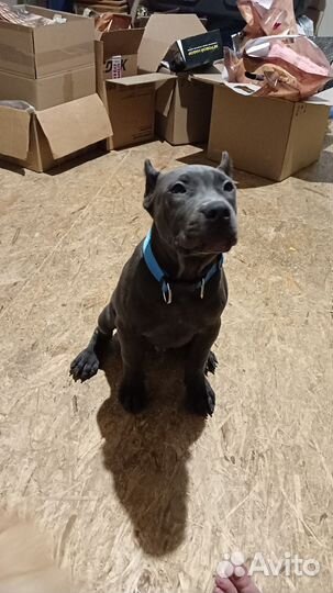 Щенки питбультерьера