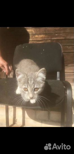 Котёнок, девочка в добрые руки