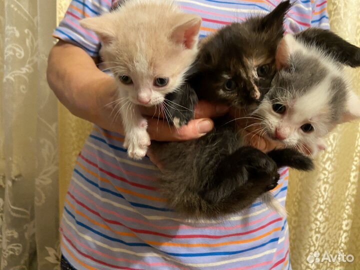 Милые котята 1 месяц