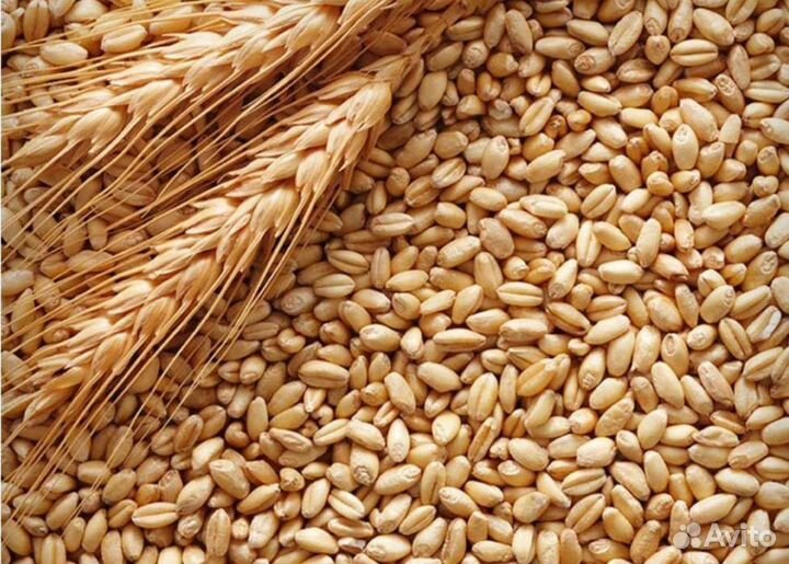 Пшеница