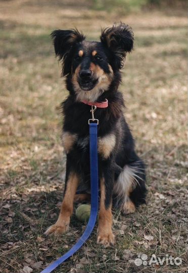 Собака в добрые руки