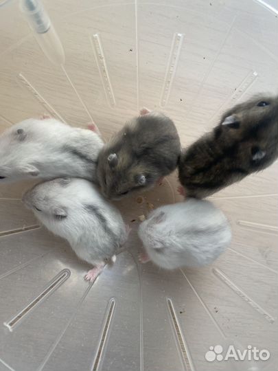 Джунгарский хомяк