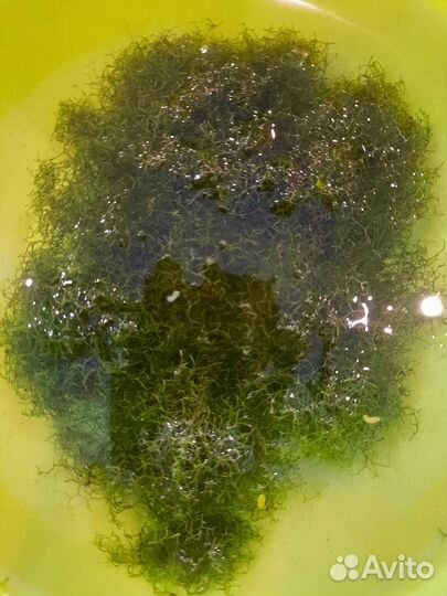 Ричия. Растение для аквариума