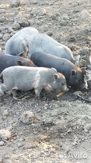 Вьетнамские вислобрюхие поросята 1мес