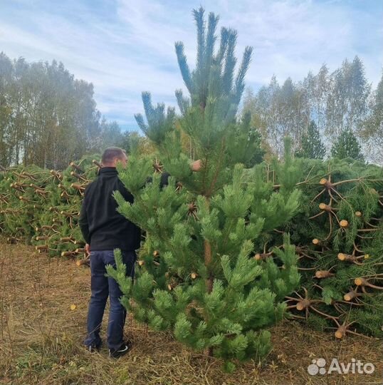 Свежие сосны оптом от производителя в Санкт-Петерб