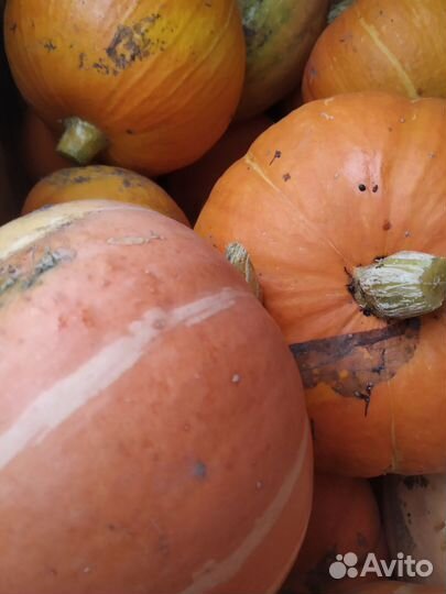 Тыква с огорода