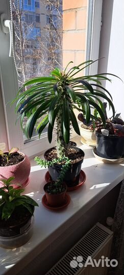 Пахиподиум комнатные цветы