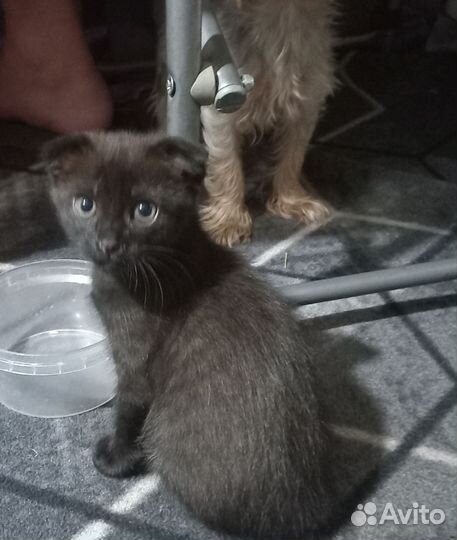 Кошка в дар бесплатно