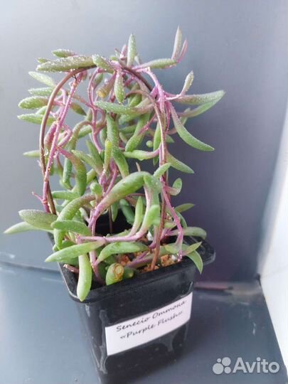 Набор черенков суккулентов для садика