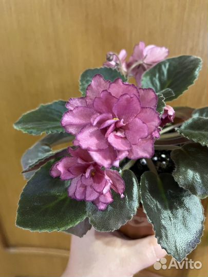 Листочки фиалки сорт Роскошь