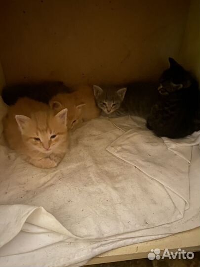 Котятки в добрые руки