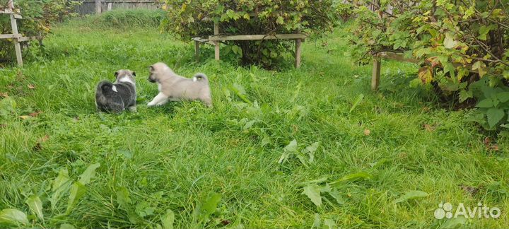 Щенки западно-сибирской лайки