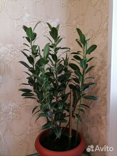 Продам фикус