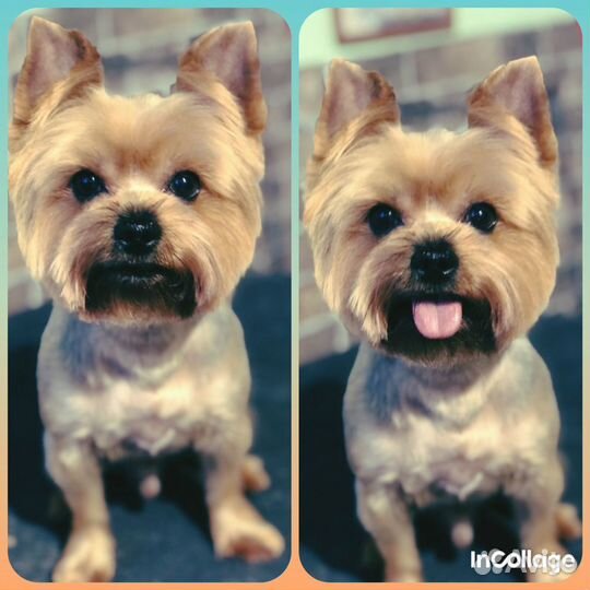 Стрижка собак и кошек. Выезд на дом