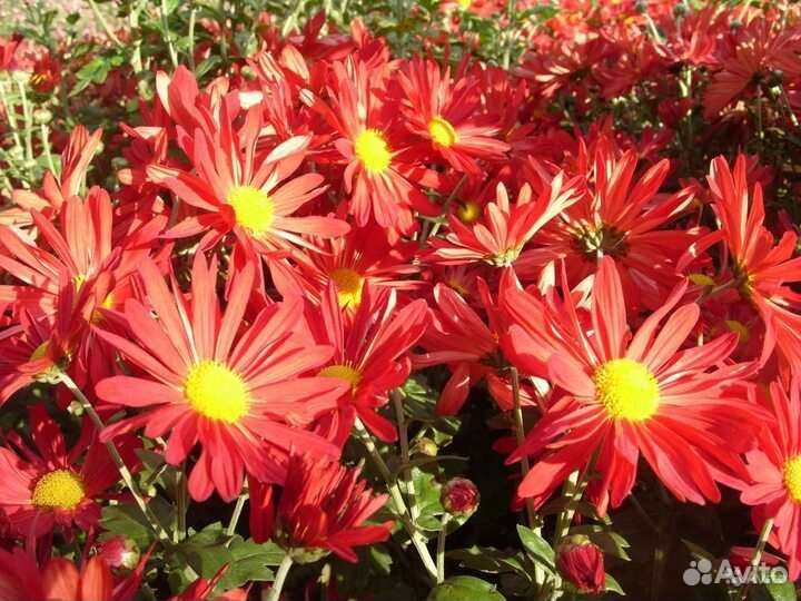 Многолетники садовые