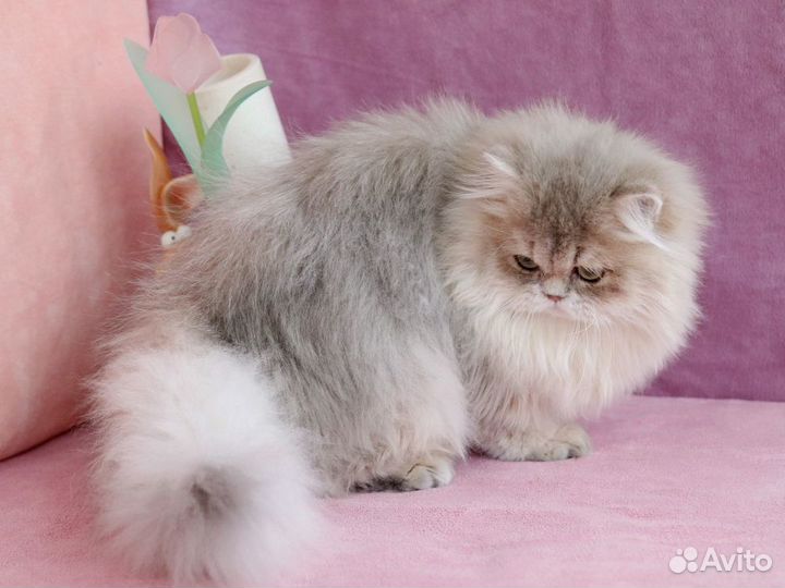 Золотистые британцы