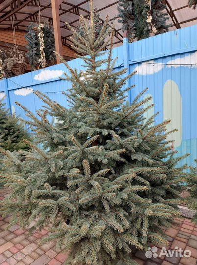 Ели от 2м
