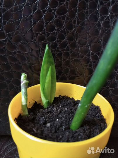 Сансевиерия Парва