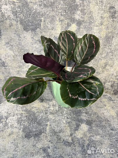 Калатея дотти