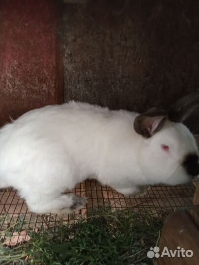 Кролики мясных пород