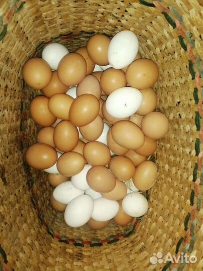 Домашние куриные яйца