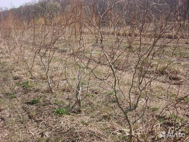 Ива извилистая