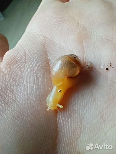 Улитята ахатины