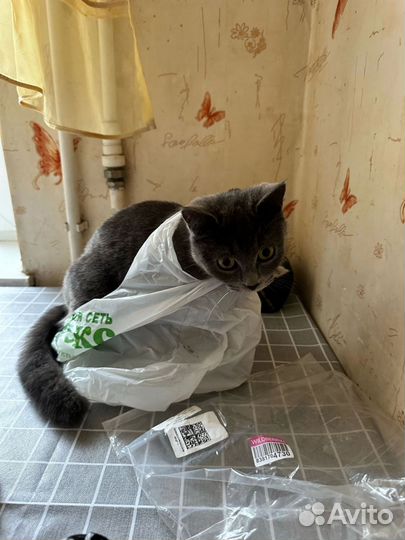 Кошка