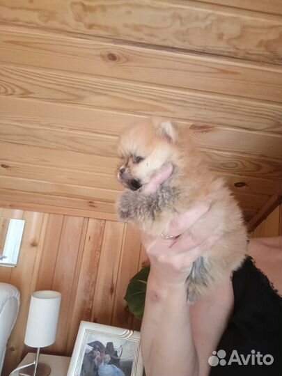 Шпицулечки