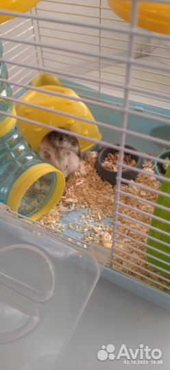 Клетка с джунгарскими хомяками