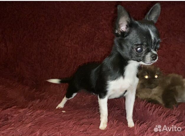 Чихуахуа девочка mini