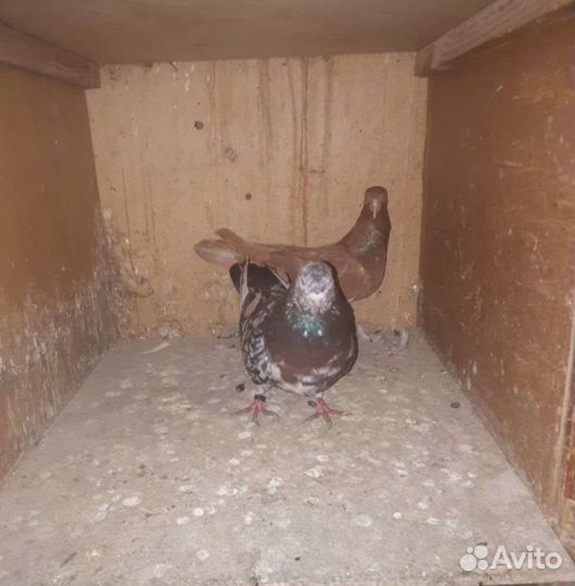 Продажа бакинских голубей в Ессентуках