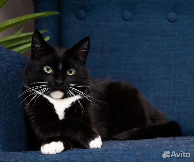 Кот Богдан ищет родителей