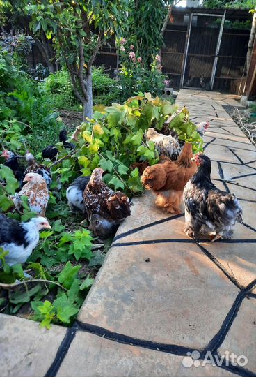 Карликовые кохинхины