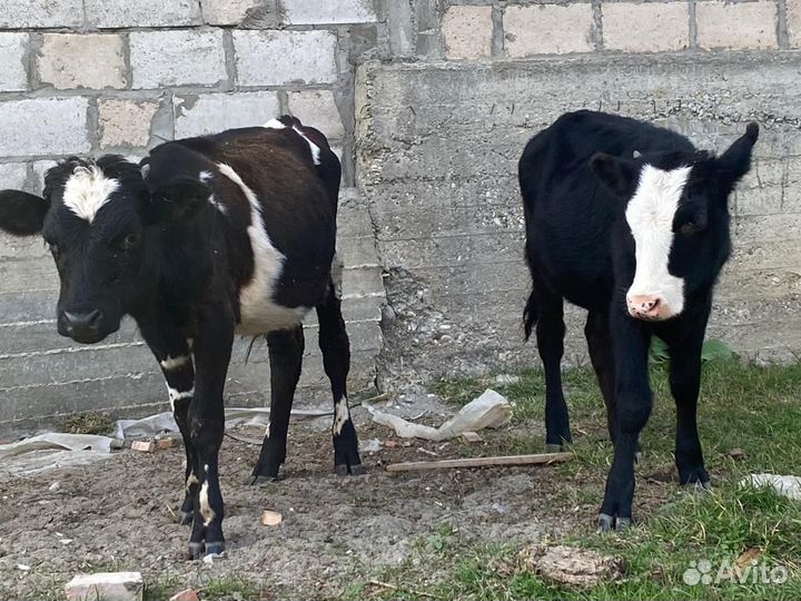 Бычок и теленок