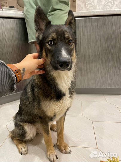 Красотка с гетерохромией ищет передержку или семью