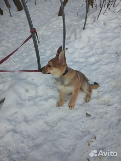 Щенок в добрые руки бесплатно