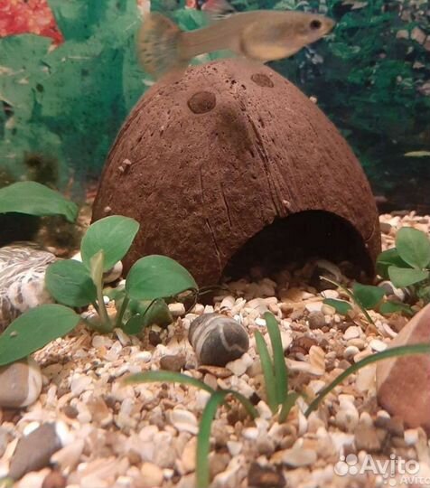 Кокос грот для рыбок ящериц змеек пауков