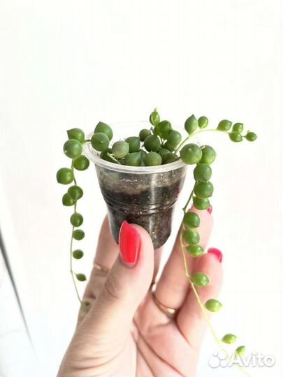 Крестовник роули