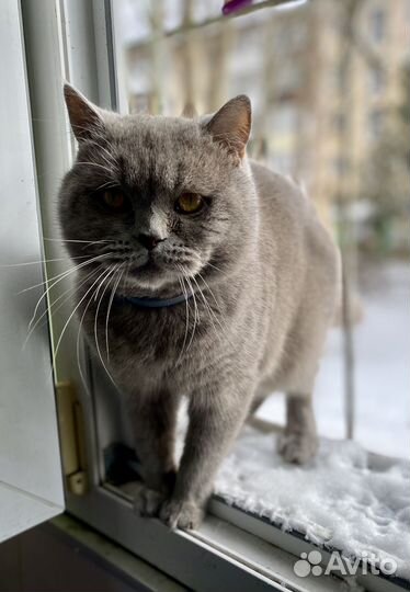 Британская кошка вязка