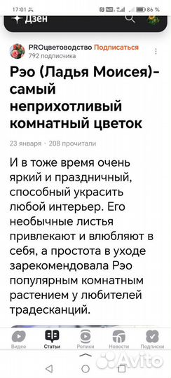 Традесканция Рэо(Ладья Моисея)