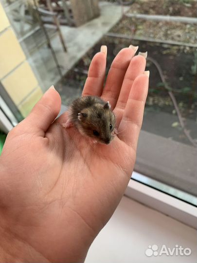 Джунгарский хомяк