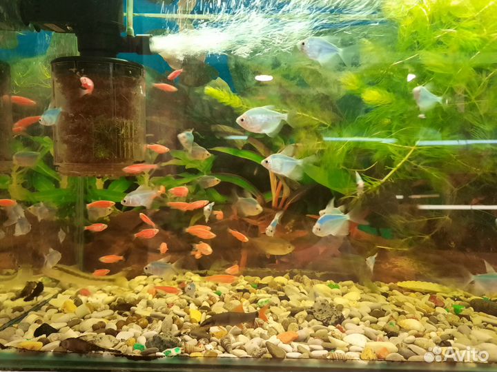 Аквариумные рыбки