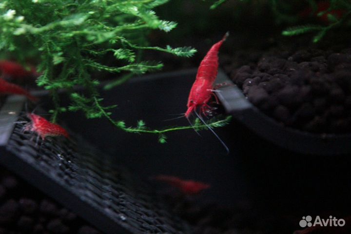 Красные креветки и растения