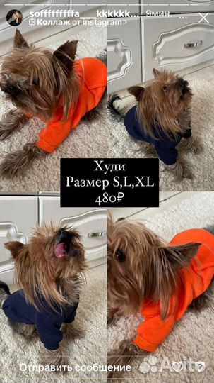 Одежда для животных