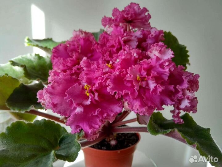 Сортовые фиалки