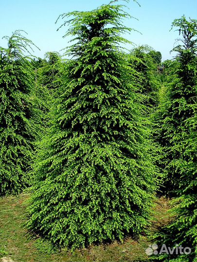 Тсуга канадская и Ель колючая глаука, семена