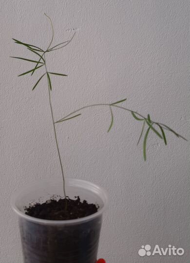 Аспарагус шпренгера