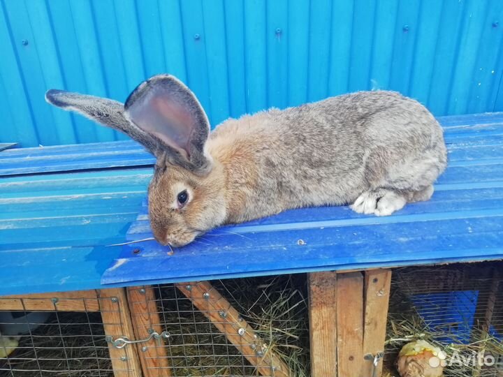 Кролик Самцы 6 мес +