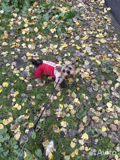 Случка той-терьер